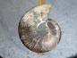 Preview: Ammoniten-Hälfte (26/15b) sehr gross