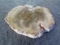 Preview: versteinertes Holz (9)