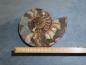 Preview: Ammoniten-Hälfte (230b) sehr gross