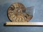 Preview: Ammoniten-Hälfte (231b) sehr gross