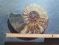 Preview: Ammoniten-Hälfte (232a) sehr gross