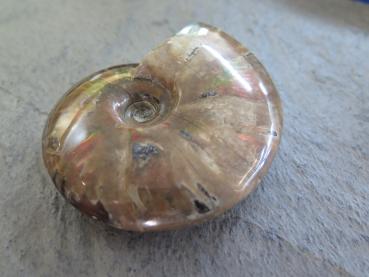 Ammonit (142)