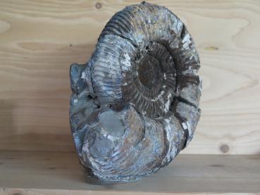 Ammonit (144) sehr gross, stehend