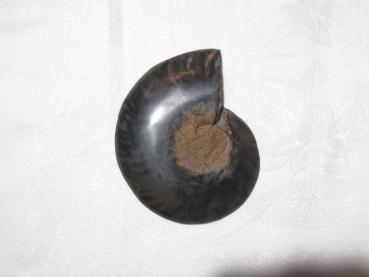 Ammonite half (6b)