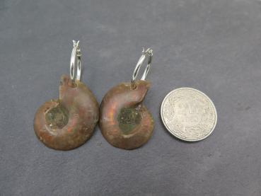 Ammonite earrings