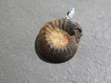 Ammonit-Anhänger (30)