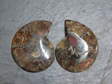 Ammoniten-Paar (26/2)