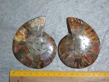 Ammoniten-Paar (26/3)