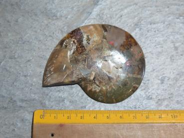 Ammoniten-Hälfte (26/4)