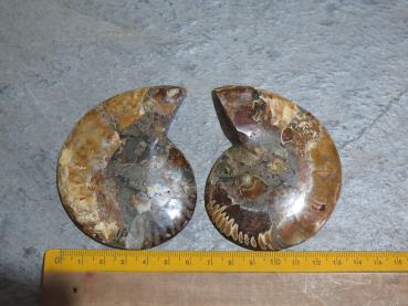 Ammonites (26/6)