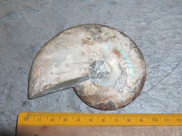 Preview: Ammoniten-Hälfte (26/12)