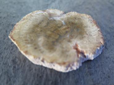 versteinertes Holz (9)