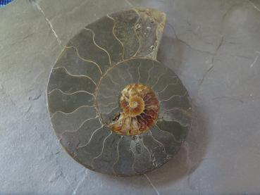 Ammoniten-Hälfte (7a) gross - sehr gross