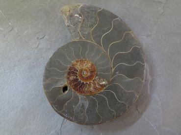 Ammoniten-Hälfte (7b) gross - sehr gross