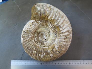 Ammonite (19) very big