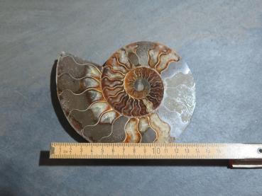 Ammonite (230a)