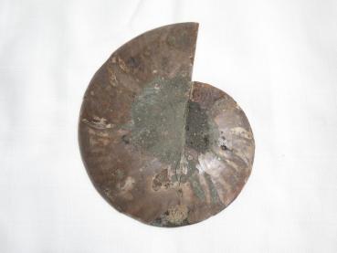 Ammoniten-Hälfte (230b) sehr gross