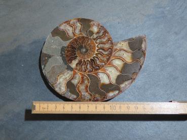 Ammoniten-Hälfte (230b) sehr gross