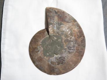 Ammoniten-Hälfte (232a) sehr gross