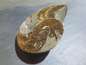 Ammonit resp. Nautilus-Hälfte (233a) gross + dick