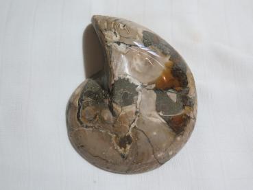 Ammonite (233a)