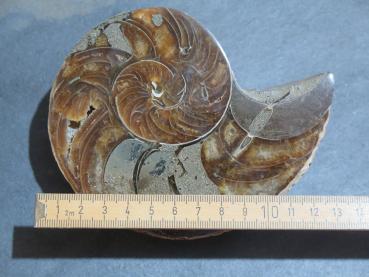 Ammonite (233b)