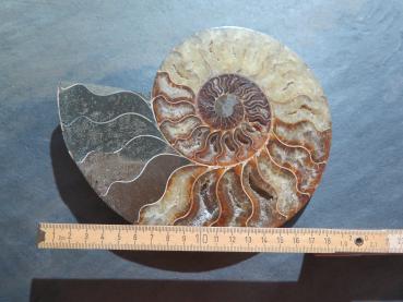 Ammoniten-Hälfte (232a) sehr gross