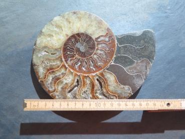 Ammoniten-Hälfte (232b) sehr gross