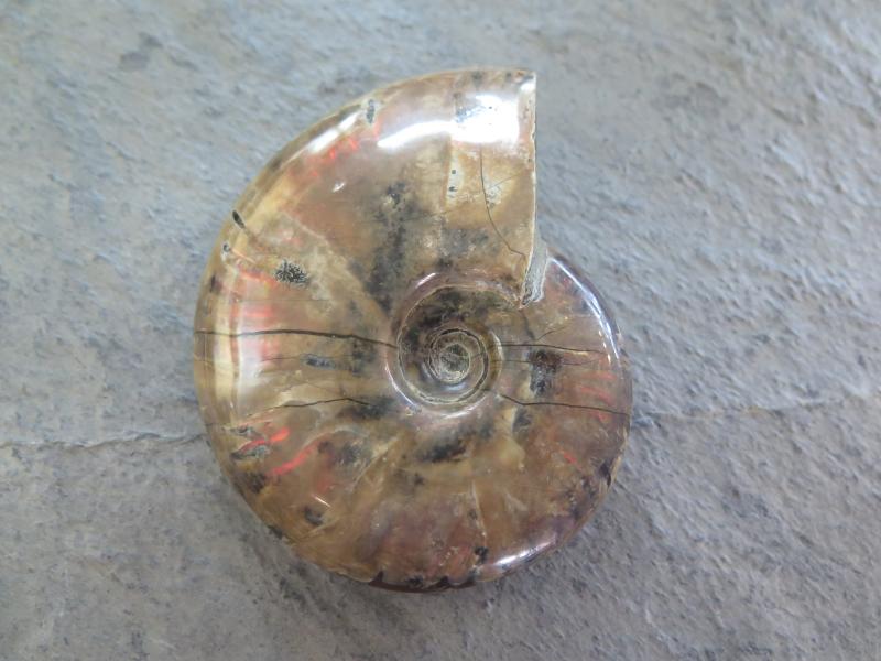 Ammonit (142)