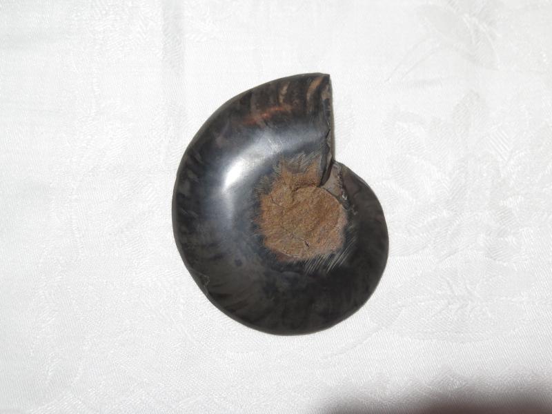 Ammonite half (6b)