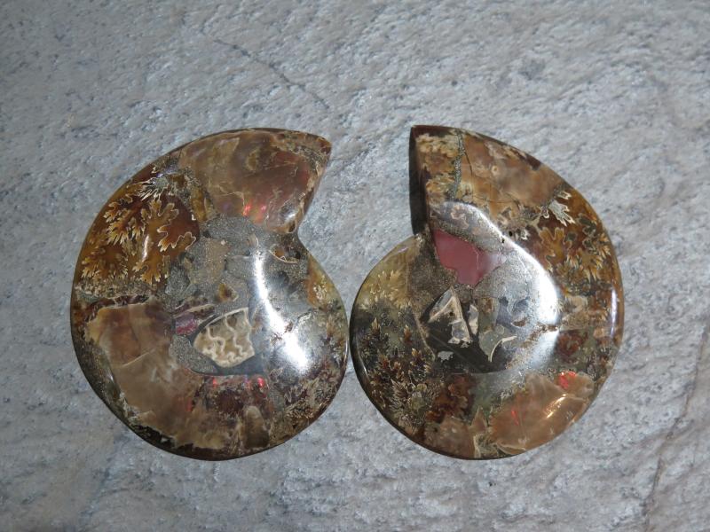 Ammoniten-Paar (26/2)