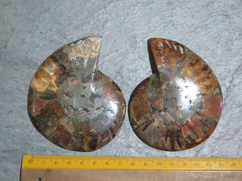 Ammoniten-Paar (26/3)