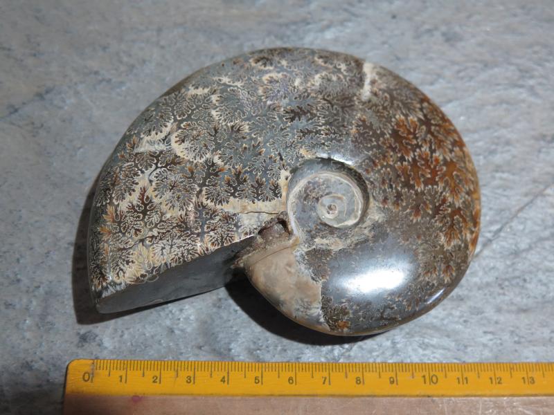 Ammonites (26/11)