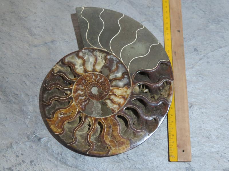 Ammoniten-Hälfte (26/15b) sehr gross