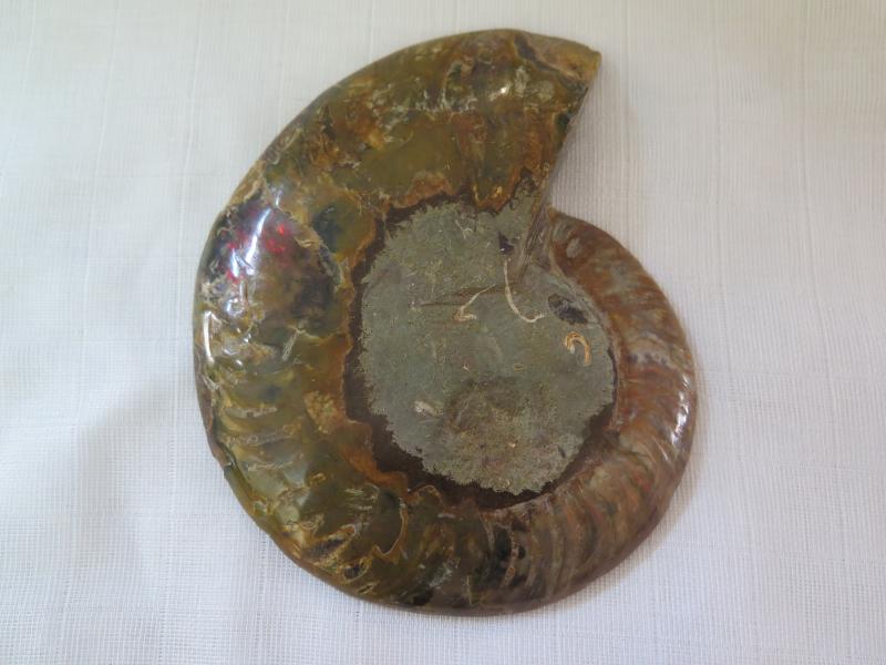 Ammoniten-Hälfte (7b) gross - sehr gross