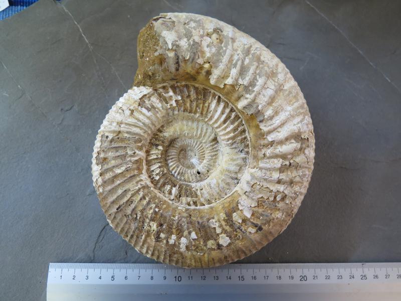 Ammonite (19) very big