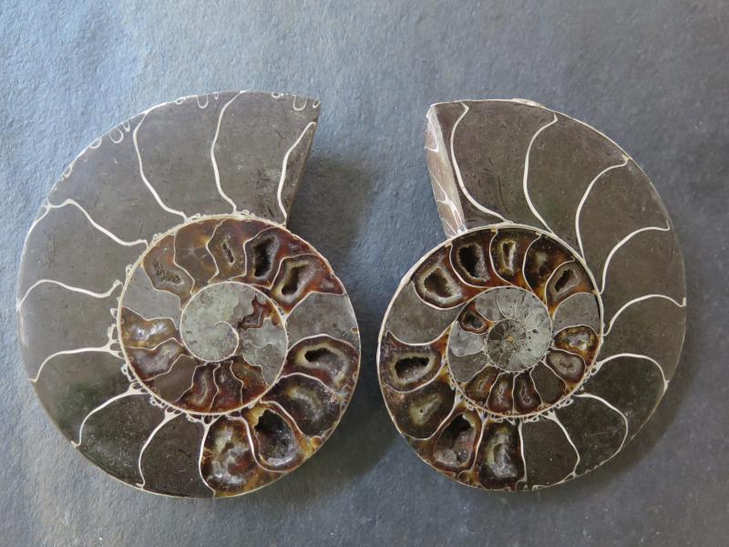 Ammoniten-Paar (59)