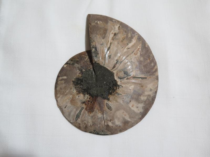 Ammoniten-Hälfte (230a) sehr gross