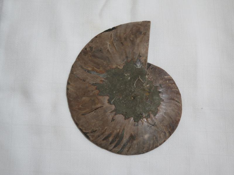 Ammoniten-Hälfte (231b) sehr gross