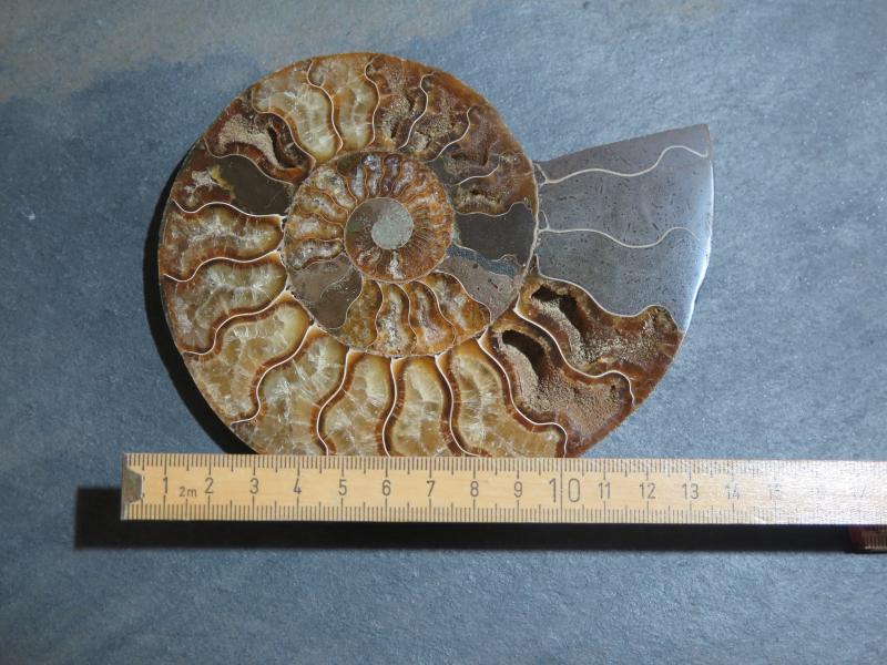 Ammoniten-Hälfte (231b) sehr gross