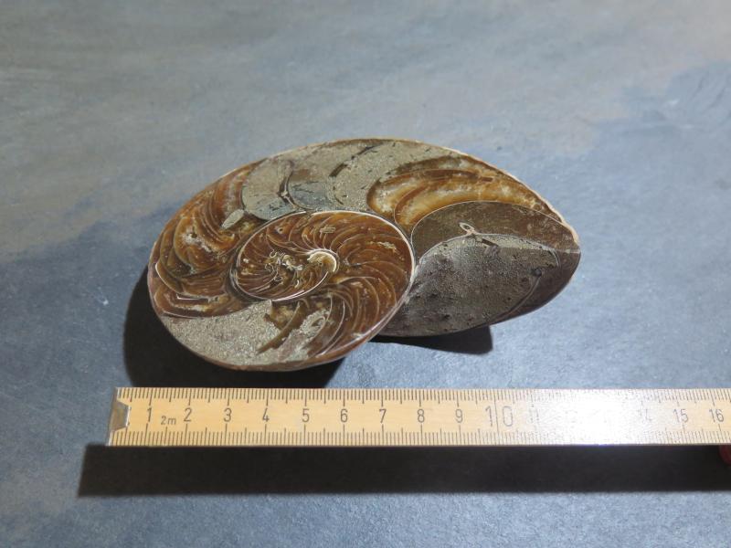 Ammonit resp. Nautilus-Hälfte (233a) gross + dick