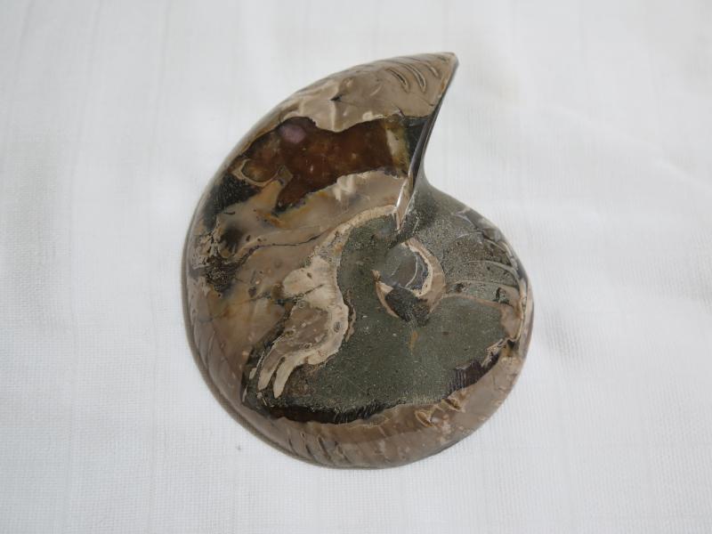 Ammonit resp. Nautilus-Hälfte (233b) gross + dick