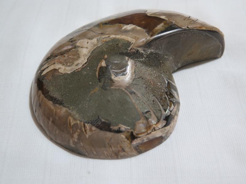 Ammonit resp. Nautilus-Hälfte (233b) gross + dick